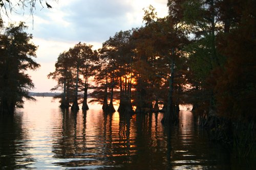 caddo_lake_trees